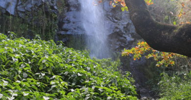 Un nouvel éco-lodge à Anse des Cascades, Sainte-Rose, île de La Réunion