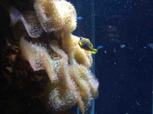 Aquarium de l'île de La Réunion