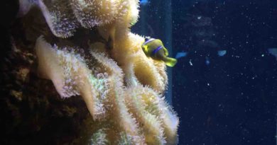 Aquarium de l'île de La Réunion