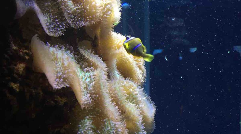 Aquarium de l'île de La Réunion