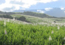 Plantation de canne à sucre sur l'île de La Réunion