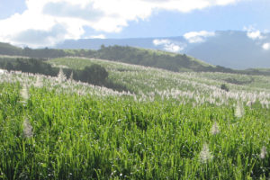 Plantation de canne à sucre sur l'île de La Réunion