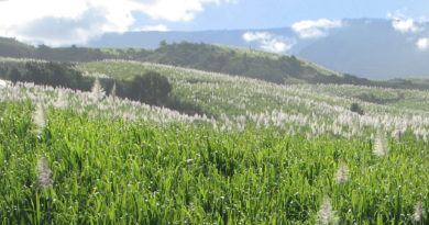 Plantation de canne à sucre sur l'île de La Réunion