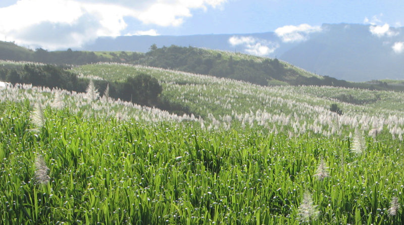 Plantation de canne à sucre sur l'île de La Réunion