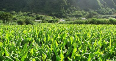 Le curcuma de l'île de La Réunion