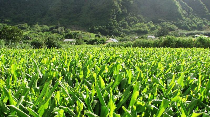 Le curcuma de l'île de La Réunion