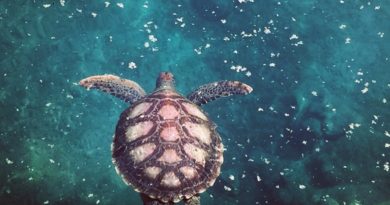 Les tortues marines, patrimoine naturel commun de l'Océan Indien