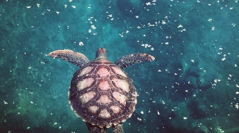 Les tortues marines, patrimoine naturel commun de l'Océan Indien