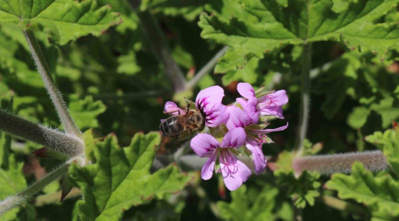 Le géranium Bourbon, île de La Réunion