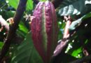 Cacao péi, île de La Réunion, Madagascar