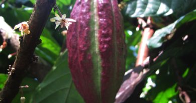 Cacao péi, île de La Réunion, Madagascar