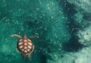 Découvrir les tortues marines à Kélonia, site emblématique de Saint-Leu et de l'île de La Réunion