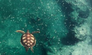 Découvrir les tortues marines à Kélonia, site emblématique de Saint-Leu et de l'île de La Réunion