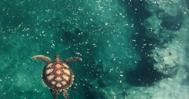 Découvrir les tortues marines à Kélonia, site emblématique de Saint-Leu et de l'île de La Réunion