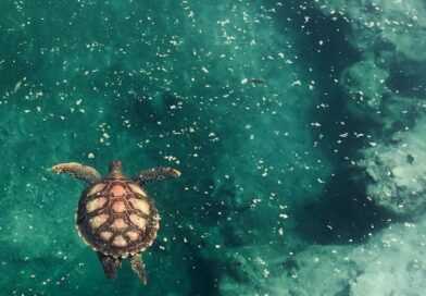 Découvrir les tortues marines à Kélonia, site emblématique de Saint-Leu et de l'île de La Réunion