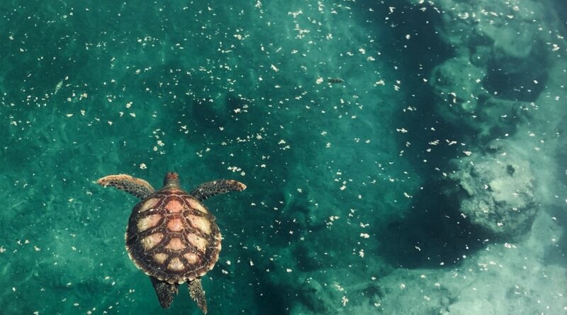 Découvrir les tortues marines à Kélonia, site emblématique de Saint-Leu et de l'île de La Réunion